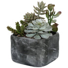 The Uttermost - Alverio Succulents - 60173 - Canada Light Shop