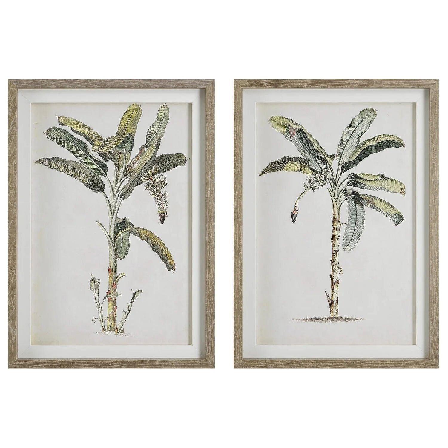 The Uttermost - Banana Palm Framed Prints, Set/2 - 41446 - Canada Light Shop