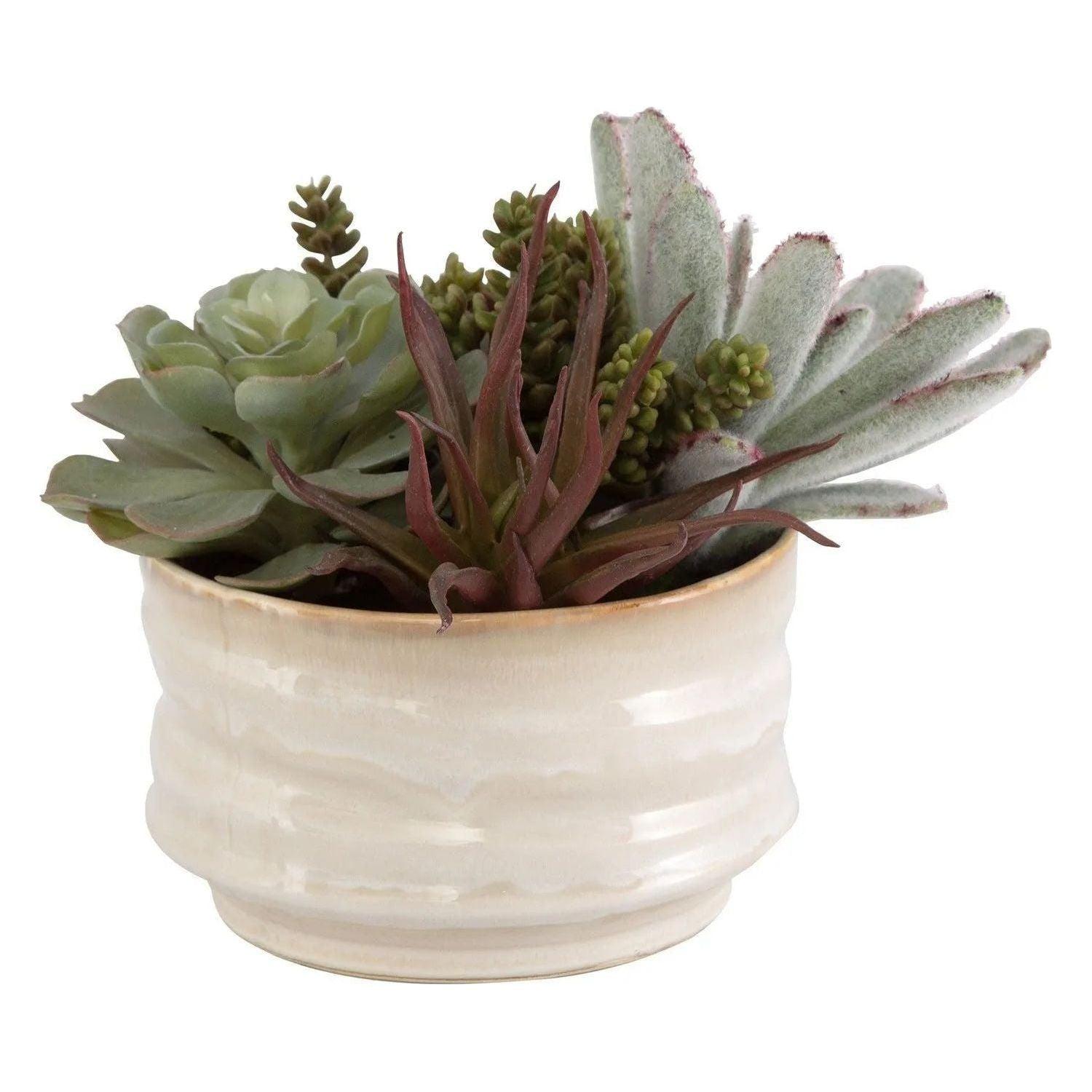 succulents montreal Mesa Succulent Succulent Accent