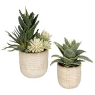 The Uttermost - Seaside Succulents Succulents, Set/2 - 60208 - Canada Light Shop