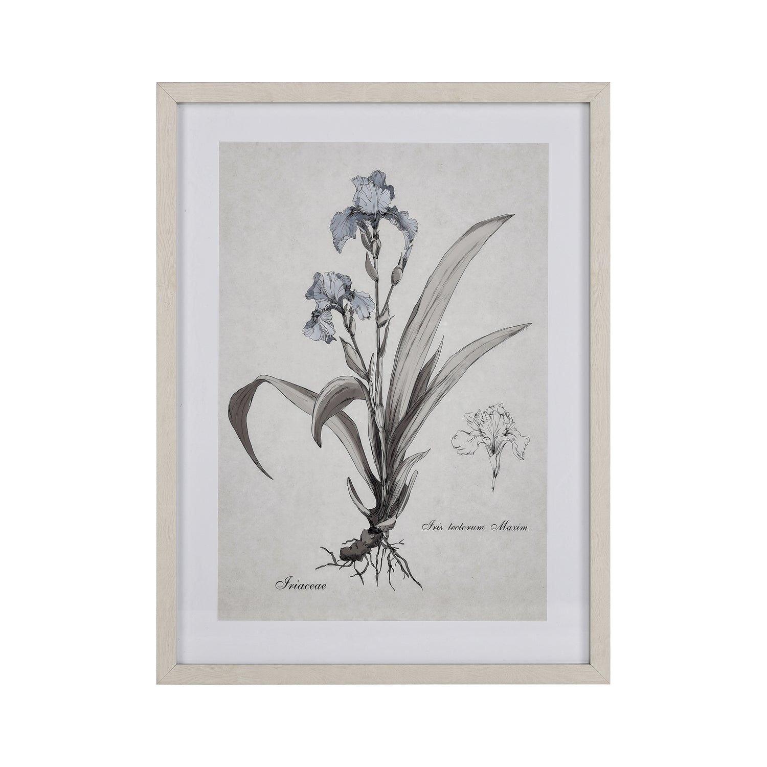 ELK Home - Iris Botanic Framed Wall Art - S0056-10633 - Canada Light Shop