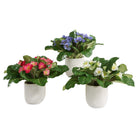 Uttermost - 60247 - Accents In Vases Set/3 - Trilogy Primrose - White