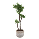 Uttermost - 60266 - Tree - Arbor Strawberry - Aged Ivory