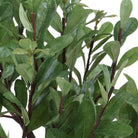 Uttermost - 60266 - Tree - Arbor Strawberry - Aged Ivory