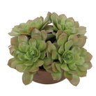 Uttermost - 60267 - Accent In Pot - Sable Succulent - Natural Terracotta