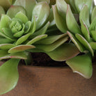 Uttermost - 60267 - Accent In Pot - Sable Succulent - Natural Terracotta