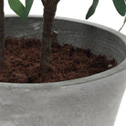 Uttermost - 60268 - Planter - Marisol - Natural-looking Olives