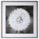 The Uttermost - Dandelion Seedhead Framed Print - 33711 - Canada Light Shop