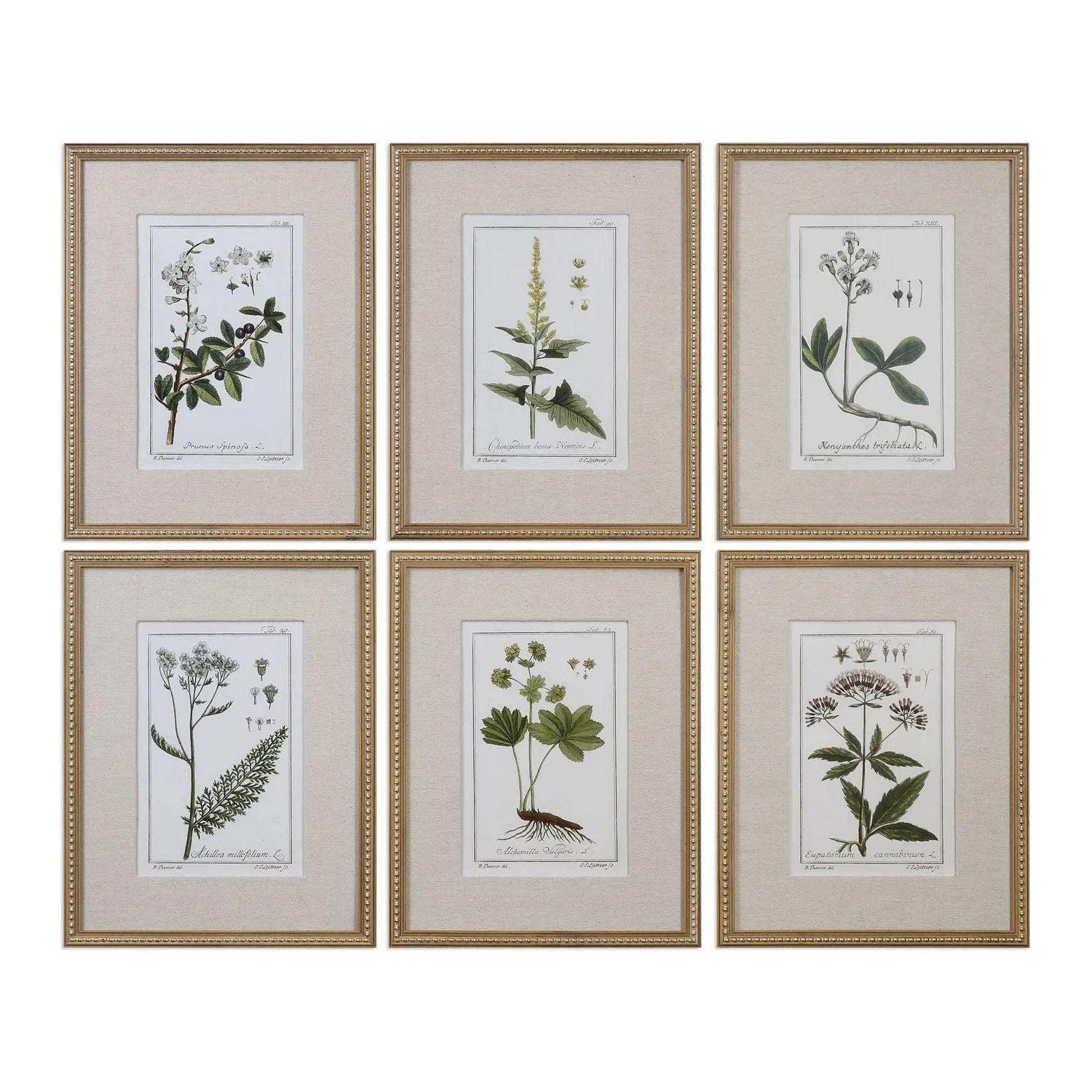 The Uttermost - Green Floral Botanical Study Wall Art - 33651 - Canada Light Shop